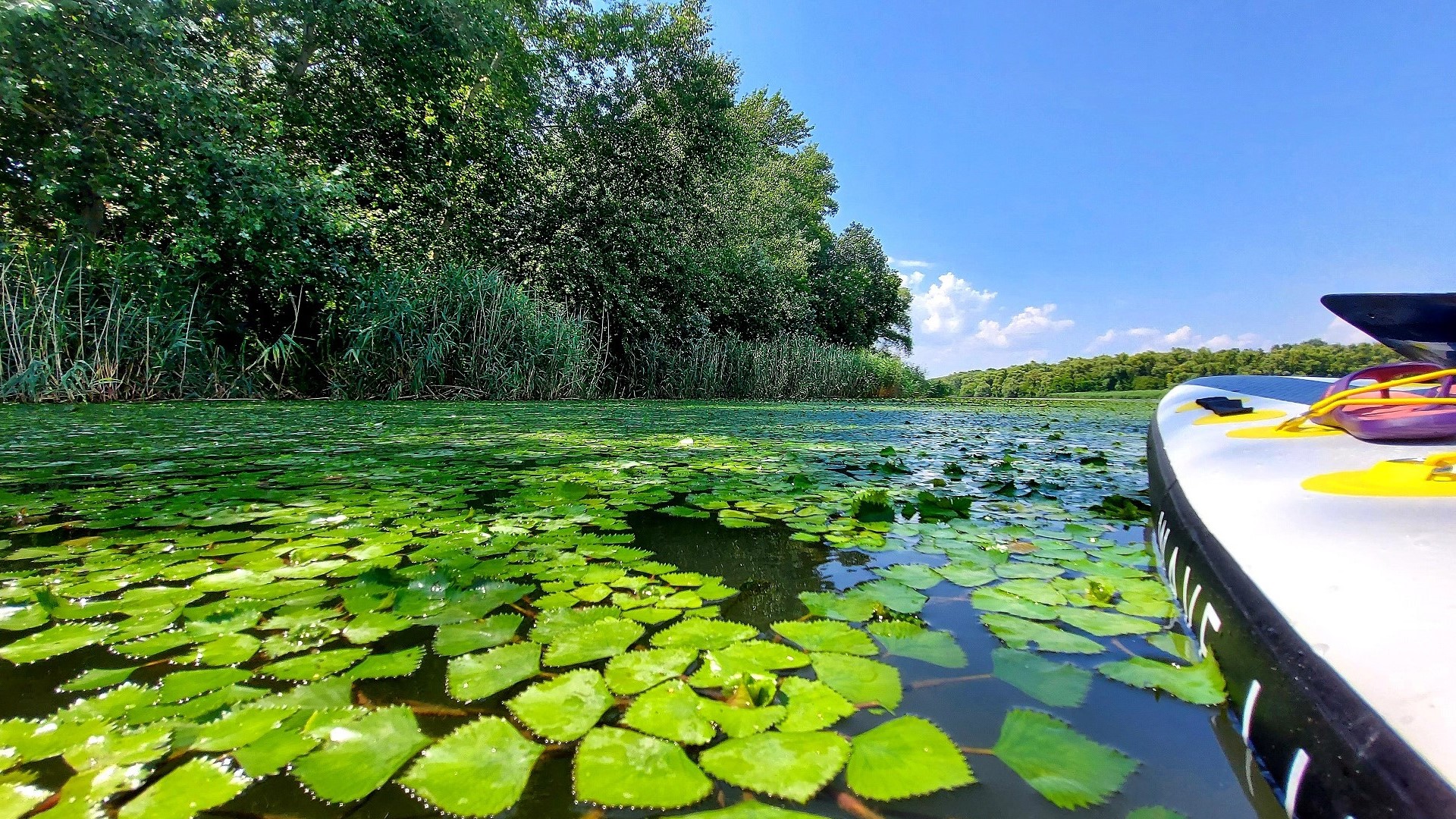 A Tisza-tó vízfelszíne a SUP-ról fotózva